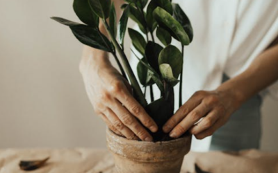 Plantarrangementen creëeren met RetailVista Mobile