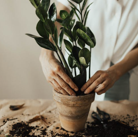 Plantarrangementen creëeren met RetailVista Mobile