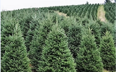 NedFox offers new label feature: printing labels, with unique reference number, ideal for Christmas tree sales!